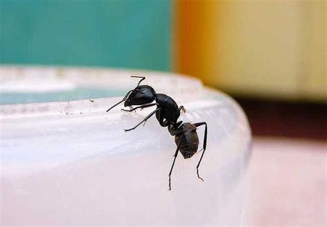 家裡有螞蟻怎麼處理 南丁格爾豬 配種